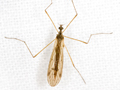 Dicranophragma adjunctum